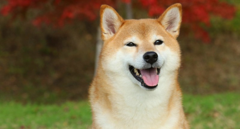 Shiba Inu