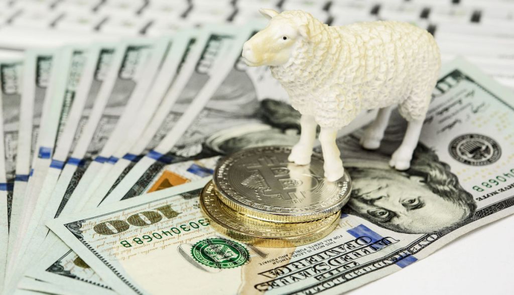 Imagem da matéria: Trust Investing: PF apreende carros, lanchas e até ovelhas na operação contra a pirâmide financeira
