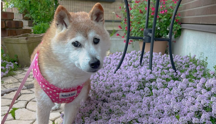 Kabosu, a cachorrinha Shiba Inu que inspirou a Dogecoin