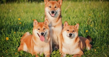 Tres cachorros da raça Shiba Inu