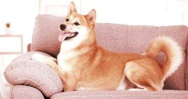 Cão da raça Shina Inu posa para foto em um Sofá