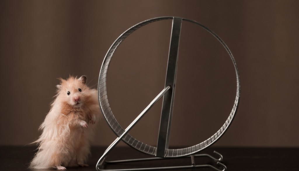 hamster corrida roda