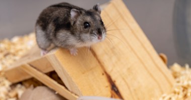 Imagem da matéria: Corridas de hamsters com apostas em criptomoedas viram mania na internet. Afinal, o que pode dar errado?