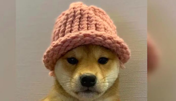 Cachorro com chapéu da criptomoeda Dogwifhat