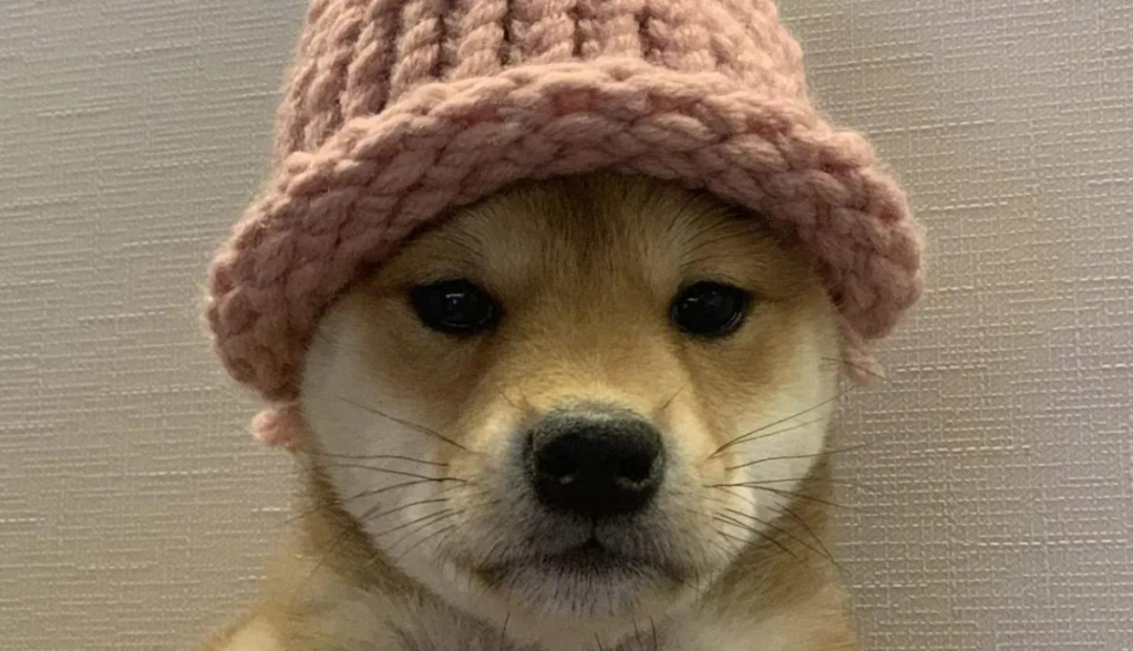 Imagem da matéria: Dogwifhat cai 15% e lidera perdas de memecoins em meio à lentidão da Solana