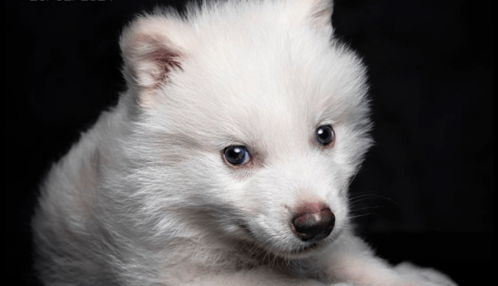 filhote de lobo terrível
