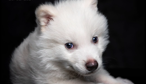 filhote de lobo terrível